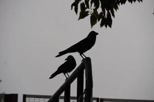 a crow on a tree photo