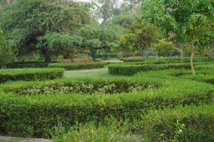 Beautiful Garden with a Green colourful flowers photo