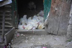 grupo de imagen de pollo blanco en casa foto