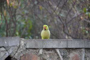 cute green parrot sit on the wall photo