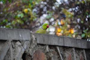 cute green parrot sit on the wall photo