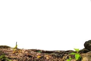 licencia de la planta de madera en el fondo foto