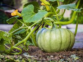 A Buttercup Pumpkin Growing in a Healthy Home Garden photo