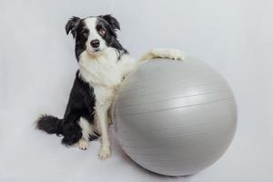 Funny cute puppy dog border collie practicing yoga lesson with exercise fitness ball isolated on white background. Pet dog working out with gym yoga ball. Swiss ball. Sport healthy lifestyle concept. photo