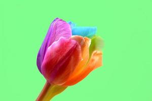 tulipán arco iris sobre fondo verde. tulipán arco iris multicolor sobre un fondo verde. flor de tulipán en un fondo verde. foto