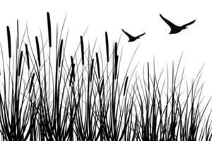 Black silhouette of reeds, sedge,  stone,cane, bulrush, or grass on a white background.Vector illustration.