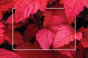 Lots of bright red tropical leaves on the background with a white stripe in the middle. vector