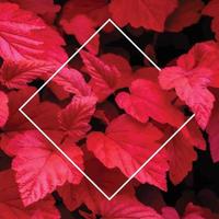 Lots of bright red tropical leaves on the background with a white stripe in the middle. vector