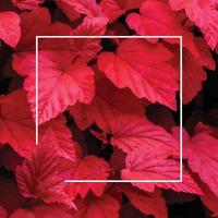 Lots of bright red tropical leaves on the background with a white stripe in the middle. vector