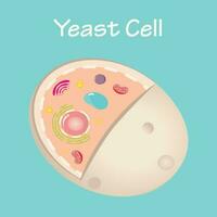 Diagram of a yeast cell vector