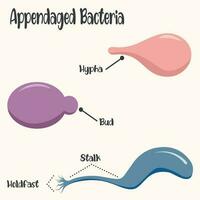 Shapes of appendaged bacteria