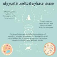 Yeast as a Model Organism vector