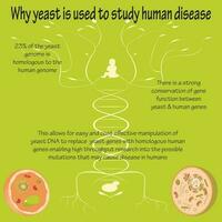 Yeast as a Model Organism vector