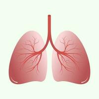 Illustration of the human lungs vector