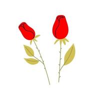 Red roses. Flower illustration vector