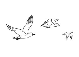 Set of flying seagulls. Hand drawn illustration converted to vector. vector