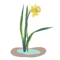 yellow daffodil flower vector illustration