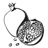 doodle drawing of tropical pomegranate fruit hand drawn in black on a white background vector