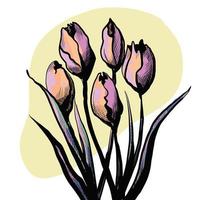 pink Tulips flowers line drawing art. Vector illustration