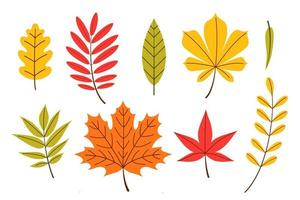 conjunto de hojas de otoño, ilustración vectorial en estilo de dibujos animados plana vector