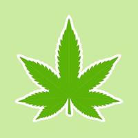 Cannabis marijuana weed green leaf. Medical, ganja cannabis. Vector illustration Isolated on green background
