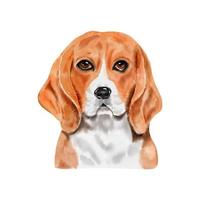 Dog Beagle watercolor painting. Adorable puppy animal isolated on white background. Realistic cute dog portrait vector illustration