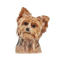 Dog Yorkshire Terrier watercolor painting. Adorable puppy animal isolated on white background. Realistic cute dog portrait vector illustration