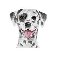 Dog Dalmatian watercolor painting. Adorable puppy animal isolated on white background. Realistic cute dog portrait vector illustration