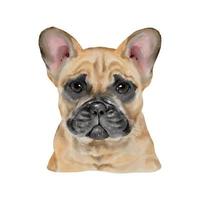 pintura de acuarela de perro bulldog francés. adorable cachorro animal aislado sobre fondo blanco. Ilustración de vector de retrato de perro lindo realista