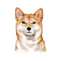 Dog Shiba Inu watercolor painting. Adorable puppy animal isolated on white background. Realistic cute dog portrait vector illustration