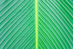 close up green leaf texture background photo