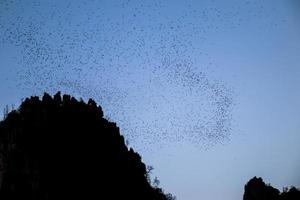 A lot of bats flying out of their cave in the evening for forage on beautiful sky. photo