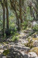 camino pedregoso ruta de senderismo parque nacional de la montaña de la mesa ciudad del cabo. foto