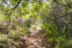 Nature, forest and hiking trail in the Tablemoutain National Park. photo