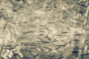 peces y vida marina en estanque sumidero agua naturaleza mexico. foto