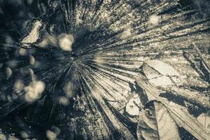 Texture palm tree foliage in pond sump water nature Mexico. photo