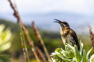 Cape sugarbird sitting on plants flowers, Kirstenbosch National Botanical Garden. photo