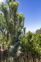 Silver Tree Leucadendron argenteum en el jardín botánico nacional Kirstenbosch. foto