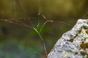 hermosa telaraña entre rocas piedras ruinas mayas muyil méxico. foto