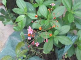 Ginseng flowers and leaves photo