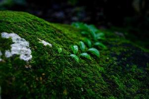 el agua de krai krai se eleva en la roca en la selva tropical y tiene un aserradero verde. foto