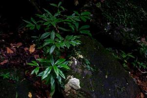 bosque verde áreas fértiles en el área forestal foto