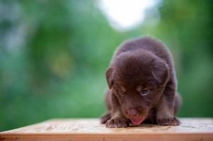 lindos cachorros marrones sentados en la mesa foto