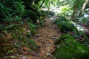 Forest green fertile areas in the forest area photo