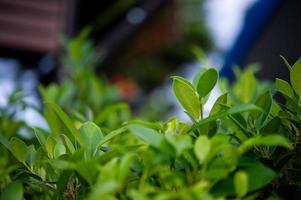 The tops of green tea leaves are rich and attractive. photo