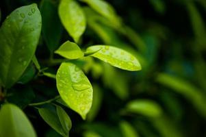 Green tea leaves, young shoots that are beautiful photo