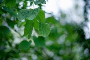 Green leaves are in the green area in the rainy season. Abundant natural concepts photo