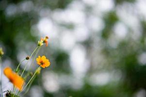 Yellow flowers in a beautiful flower garden, close-up with bokeh photo