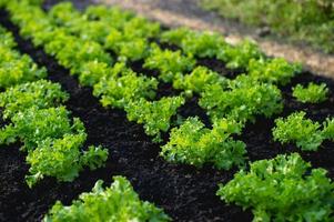 Vegetable garden from farmers without farmers Concept of vegetable garden,kitchen and non-toxic food photo