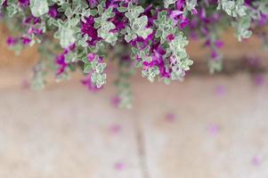 Purple flowers from white leaf trees The beauty of nature photo